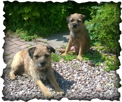 oxcroft border terrier puppies for sale